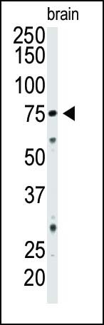 NT5E Antibody