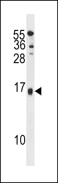 SELM Antibody