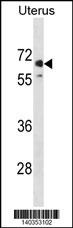 MMEL1 Antibody