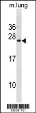 ISCU Antibody