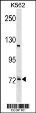 PRPF39 Antibody