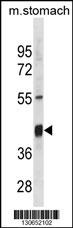 Txnip Antibody
