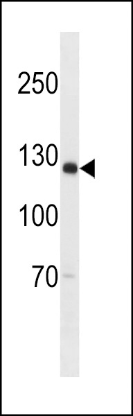 SGOL2 Antibody