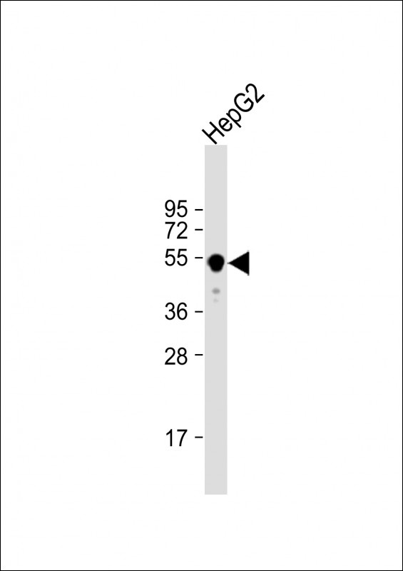 GLUD2 Antibody