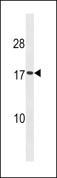SEC11A Antibody