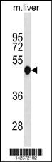 Irf3 Antibody