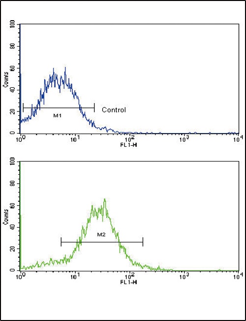 BMPR2 Antibody