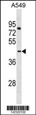 LANCL3 Antibody