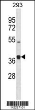 PCOLCE2 Antibody