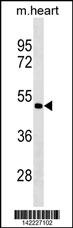 PCOLCE2 Antibody