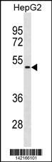 NEU1 Antibody