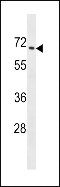 ZNF93 Antibody