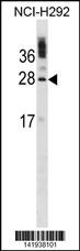 CIB1 Antibody