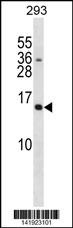 SH2D1A Antibody