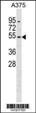 DUSP10 Antibody