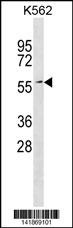 ERF Antibody