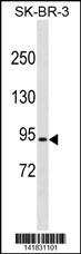 RFWD2 Antibody