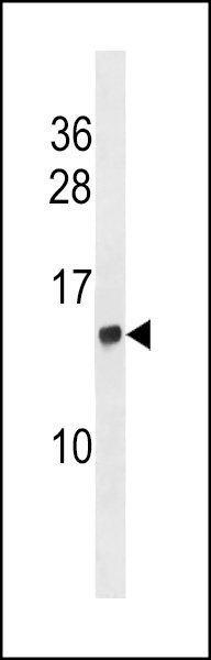HIST2H2AC Antibody