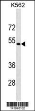 PSMD4 Antibody