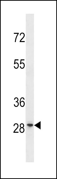GRRP1 Antibody