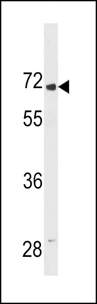 LINGO2 Antibody