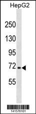 NFE2L3 Antibody