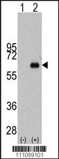 MYC Antibody