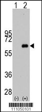 MYC Antibody