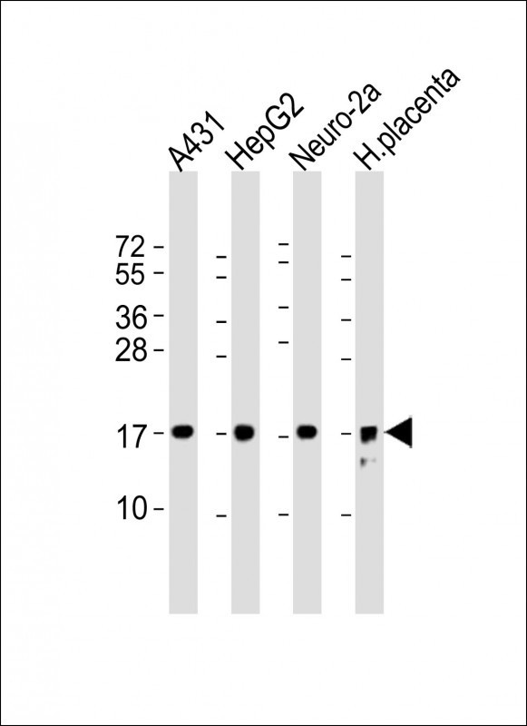 RPL22 Antibody