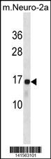 RPL22 Antibody