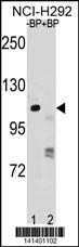PARP1 Antibody