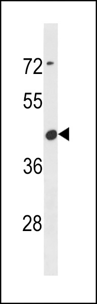 CBWD6 Antibody
