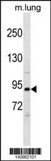 Pik3r1 Antibody