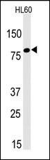 LEO1 Antibody