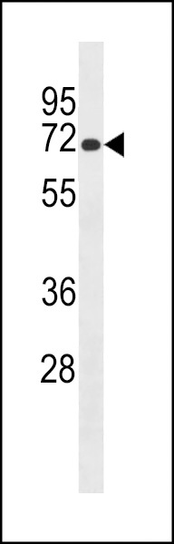 Lrmp Antibody