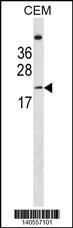LIN7B Antibody