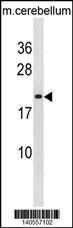 LIN7B Antibody