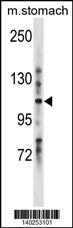 LRIG1 Antibody