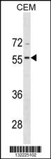 BMP8A Antibody
