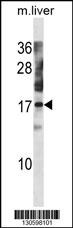 NXT1 Antibody