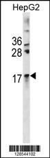 CRYAA Antibody