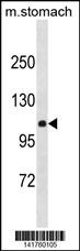 CLSTN2 Antibody