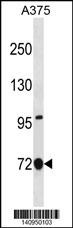 ANXA6 Antibody