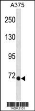 EOMES Antibody