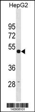TUBG1 Antibody