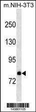 Dab2 Antibody