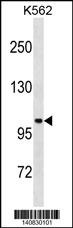 STARD13 Antibody