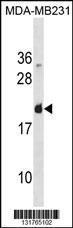 LGALS7 Antibody
