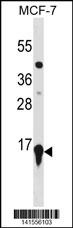 HIST2H3A Antibody