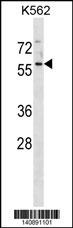 MANSC1 Antibody